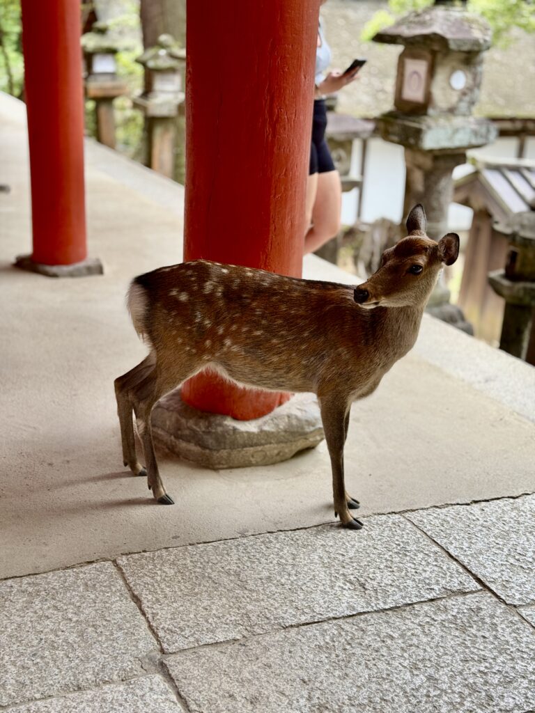 春日大社の鹿