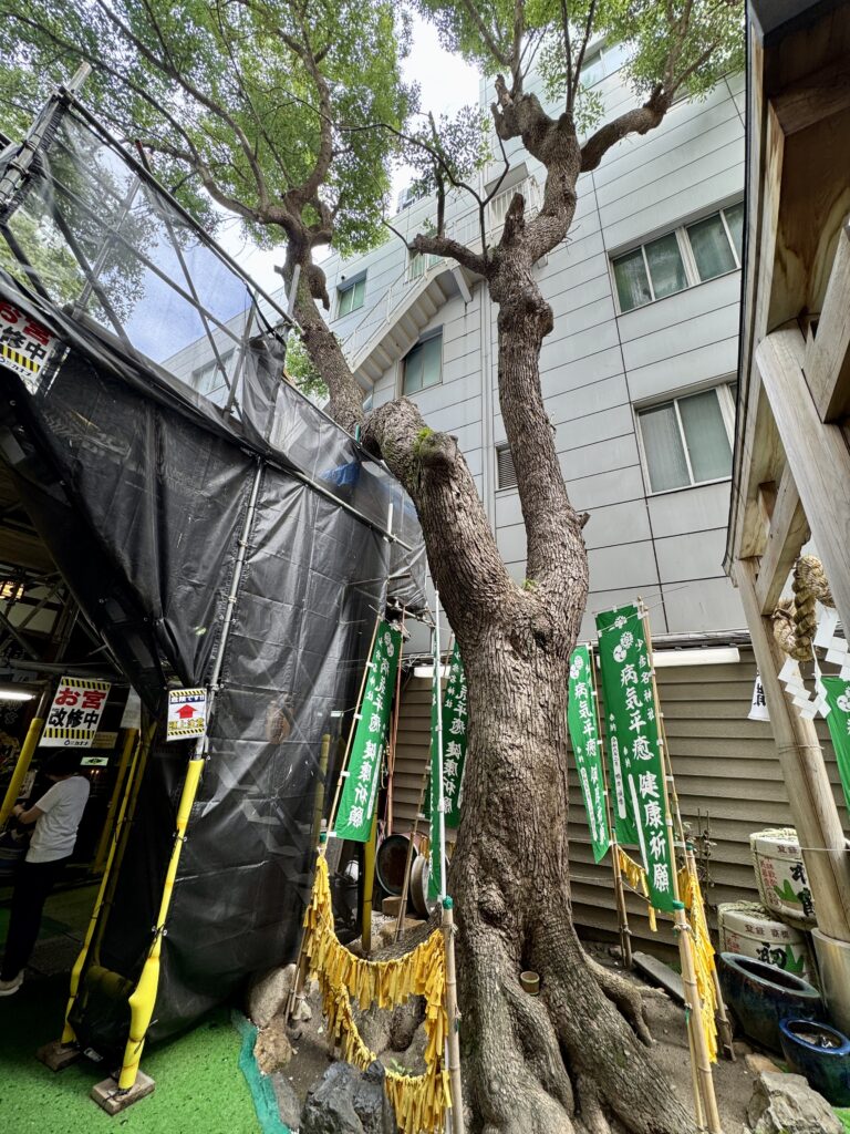 少彦名神社のご神木