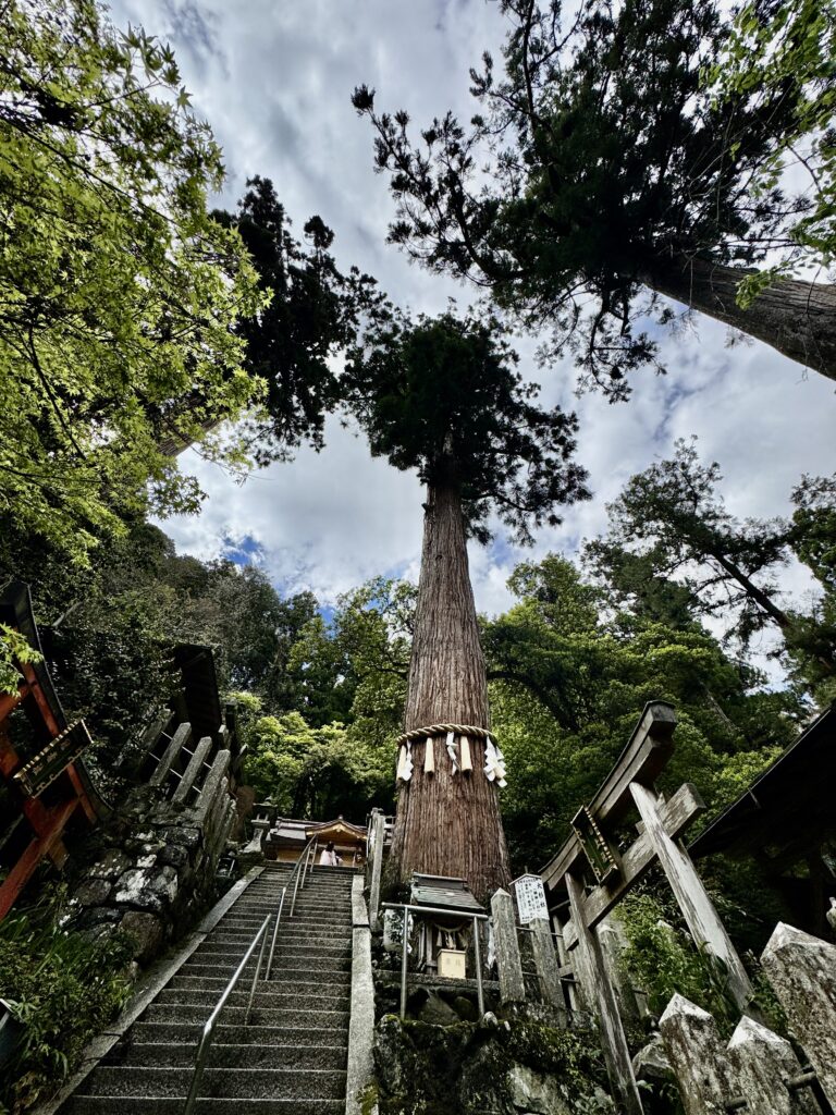 鞍馬寺(鞍馬山)由岐神社の巨木