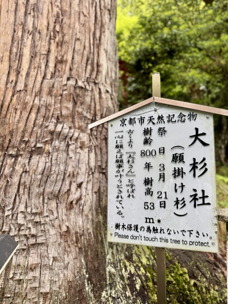 鞍馬寺(鞍馬山)由岐神社の大杉社