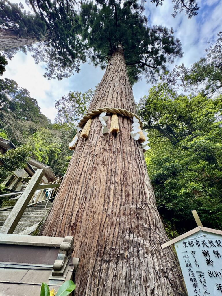 鞍馬寺(鞍馬山)由岐神社の大杉社