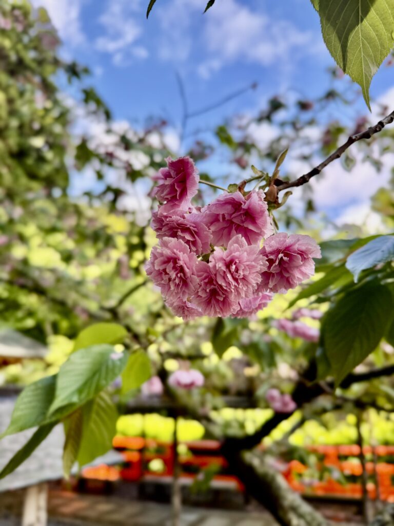 鞍馬寺の八重桜