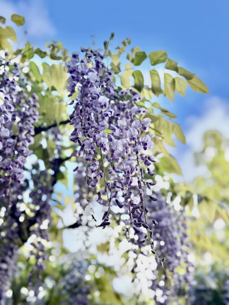 鞍馬寺の藤の花