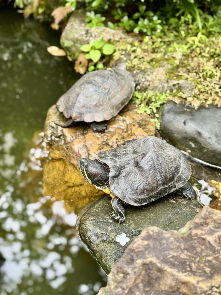宝蔵寺の亀